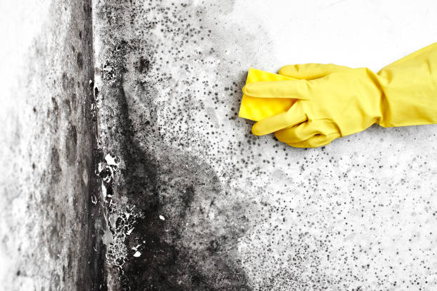 Best Kitchen Mold Remediation in Johnston, SC
