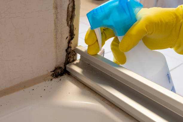 Reliable Johnston, SC Mold Remediation Solutions
