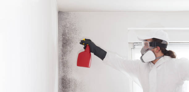 Best Kitchen Mold Remediation in Johnston, SC