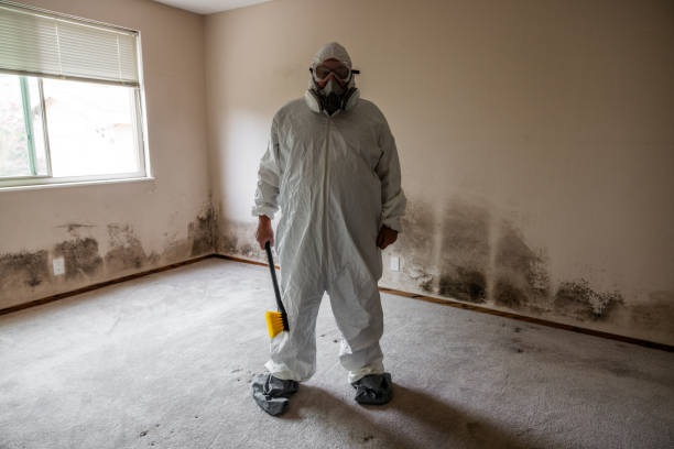 Best Black Mold Remediation in Johnston, SC
