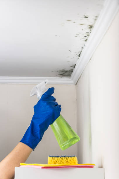 Best Localized Mold Remediation (e.g., coastal areas, humid climates) in Johnston, SC